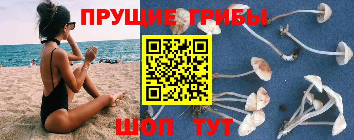 Бугуруслан  Псилоцибиновые грибы Psilocybine cubensis  где купить   Вход с VPN  Галлюциногенные грибы Psilocybe 
